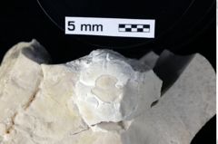 Foto (Detailansicht) von Longodromites ovalis (Moericke, 1897) (NHMW-GEO-1990-0041-0231)